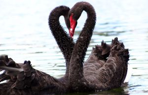 17Apr2016070433Black Swans Heart003.jpg